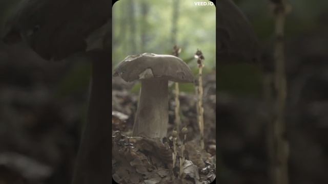 Largest Fungus