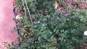 ТРИПС НА РОЗАХ....Трипсы. Розы ?.Борьба с ними. ??.