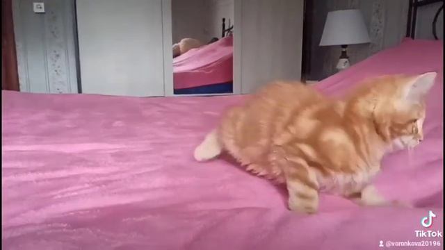 котёнок мейн-кун, мальчик, окрас Красный мрамор. смотреть онлайн