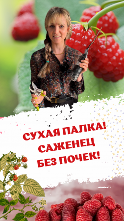 Купили саженец без почек! Сухой саженец ? #питомникросток #питомниурастений #саженцы