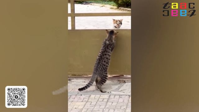 Прикольные Животные / Лучшая Подборка Приколов с Котами и Собаками / Смотреть смешное видео