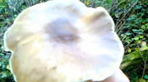 Mystery White gilled mushroom !