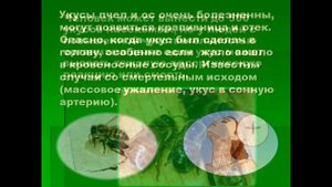 "Укусы насекомых и защита от них"