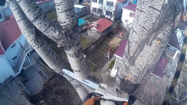 Спил Пирамидального Тополя, 23.02.2016, г.Анапа,Краснодарский Край