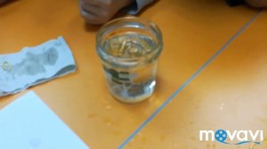 Опыт о поверхностном натяжении воды