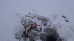 Ловля щуки на Жерлицы\Видеонарезка\Зимняя рыбалка\Рыбалка на Флажки\