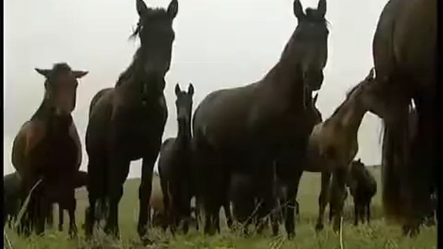 Карачаевская порода лошадей. Карачаевский конный завод. смотреть онлайн
