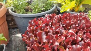 Необычные Совмещённые Посадки Цветов☘ и Овощей? на Клумбах и Огороде #цветы #огород #овощи