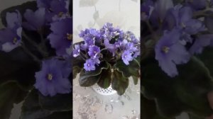 Фиалка химера Yukako сорт и спорт