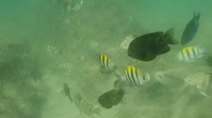 Риф на пляже Ката, о.Пхукет, Тайланд.