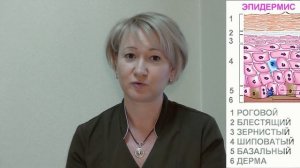 Строение кожи,  эпидермис. Косметолог Елена Хлопова.