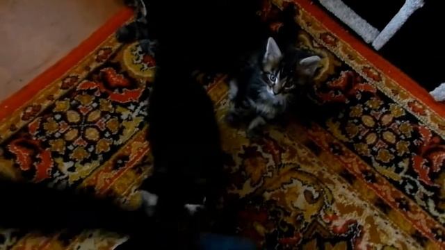 Котята мейн-кун в 1,5 месяцев, coonosait.ru смотреть онлайн