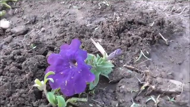 ВЕСНА в моем дворе! май 2018год Озинки ! смотреть онлайн