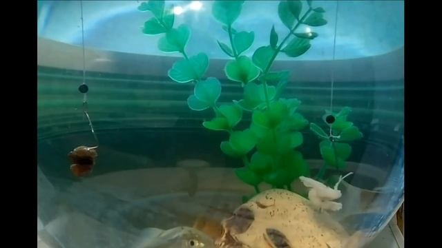 СУПЕР РЫБОЛОВНАЯ НАСАДКА. КАРАСИ ПРИЛИПЛИ К НЕЙ. Наживка для рыбалки. приманка для рыбалки.