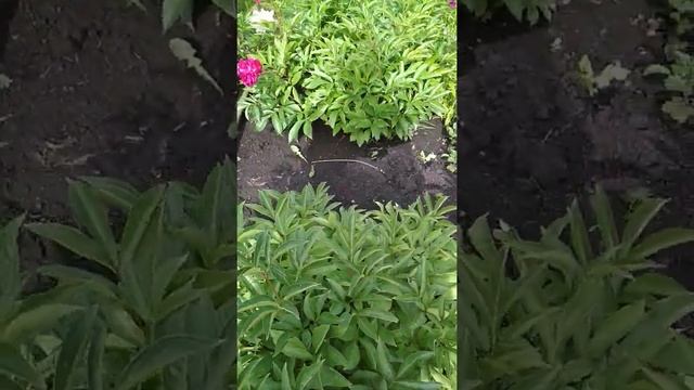 Цветение Пионов 19 Июня 2022г смотреть онлайн