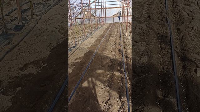 Посадка гороха в теплице. Февраль. 2024