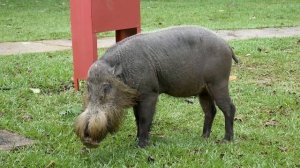 Самые опасные животные России, которых боятся во всем мире