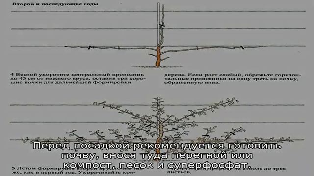 Груша Память Жегалова смотреть онлайн