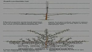 Груша Память Жегалова