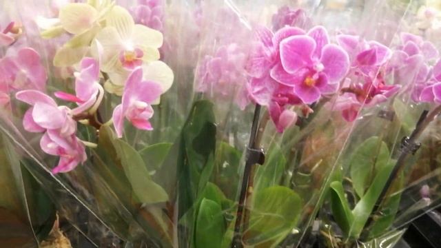 24.11.22г.Мини орхидеи в Глобусе ТЦ САЛАРИС. смотреть онлайн