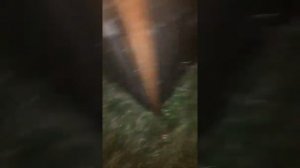 Как спастись от хорька.