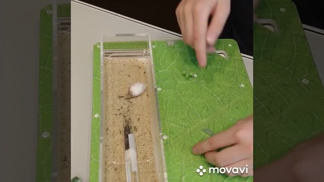 Моя первая муравьиная ферма с муравьями  жницами от AntPlanet.  Часть 1-я, 2020 год