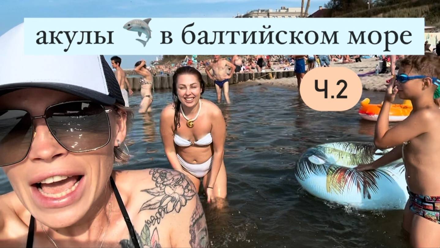 Акулы и медузы в Балтийском море 🌊