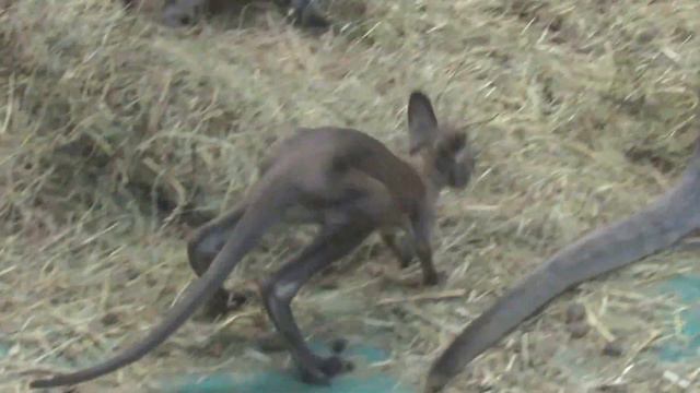 Кенгурята 10.03.17 смотреть онлайн