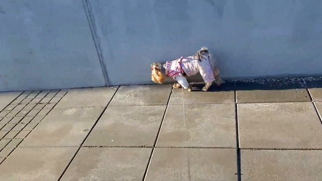 Моё мнение о стерилизации домашних животных, плюсы и минусы.
