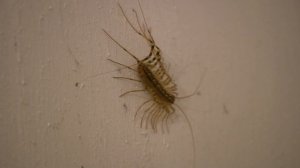 Мухоловка. Не убивайте это насекомое!