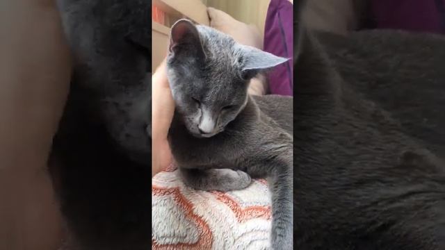 Russian Blue Cats Ruzara ?