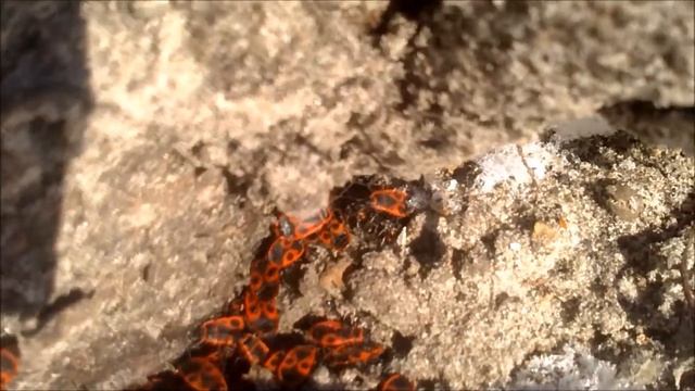 клоп солдатик зимой Pyrrhocoris apterus смотреть онлайн