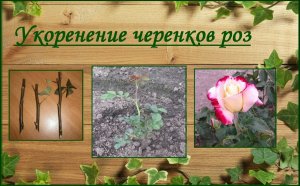 Самый простой способ вырастить розу из черенка, черенкование роз осенью
