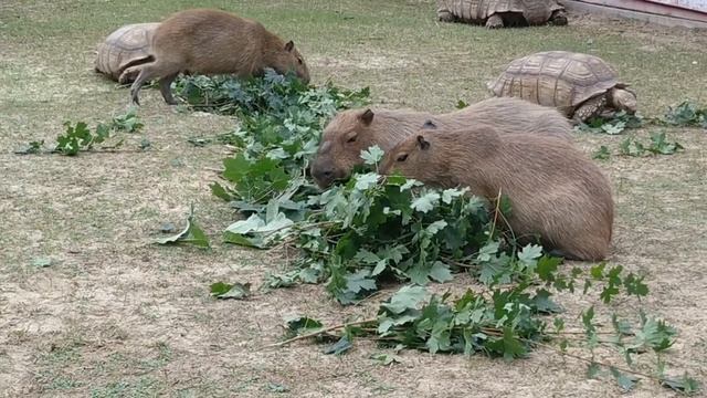 Сухопутные черепахи.