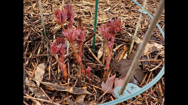 Пионы. Какой требуют уход. смотреть онлайн