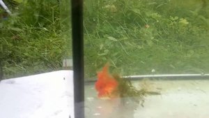 Нерест Золотых рыбок