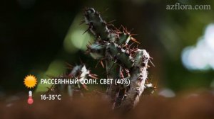 РАЗМНОЖЕНИЕ ЭУФОРБИИ ИЛИ МОЛОЧАЯ В ДОМАШНИХ УСЛОВИЯХ