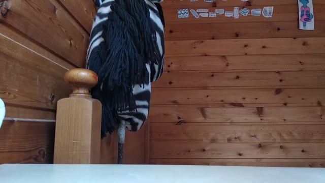 Причёски для лошади хоббихорс {hobby Horsing Россия}