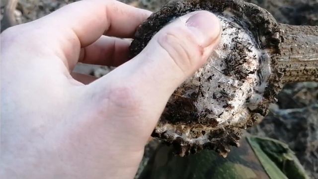 Рога оленя 2022, 4,3kg очередной монстр, Zrzuty jeleni 2022, deer antlers 2022