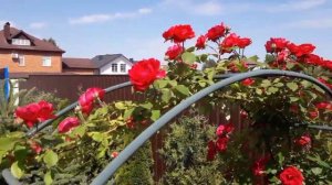 Красная плетистая роза в моем саду . Red climbing rose in my garden.