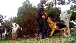 Немецкая овчарка german shepherd Тари, январь 2020 1,5 годика (дрессировка, щенок , овчарка и дети