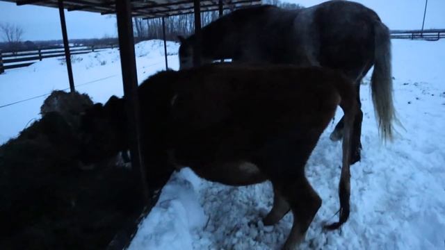 УТРО НА ХОЗЯЙСТВЕ С 12??ДЕТЬМИ! КОРОВ? ПРОДАЛИ НЕ ВСЕХ.... смотреть онлайн