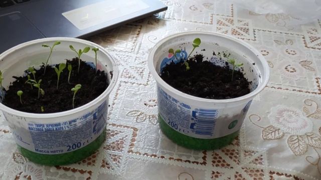 Посев на рассаду шалфея дубравного, гвоздики перистой и монарды лимонной. Честные результаты. смотреть онлайн