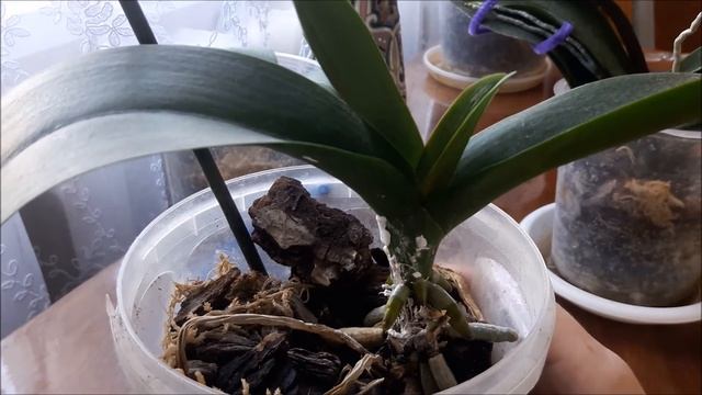 Как нарастить корни орхидее - действенное удобрение для орхидей и комнатных растений для укоренения смотреть онлайн