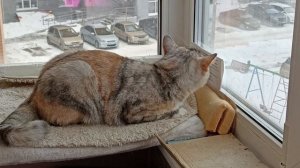 Кошка лает на птиц