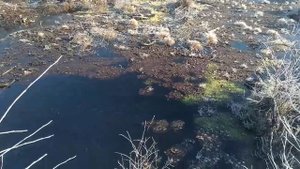 Добыча торфа. Болото Светлогорска. Лечебная грязь. Балтика