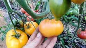 Томат Оранжевый из России 117 (Orange Russian 117).