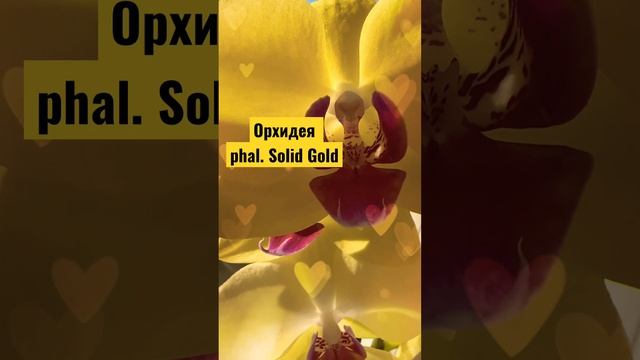 Первое домашнее цветение орхидеи. Фаленопсис Solid Gold