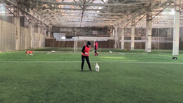 Танцы с собаками Dog dance Тимошина Светлана & Тимона Терр. "Сумеречный бал" Тренировка 13.12.2021 смотреть онлайн