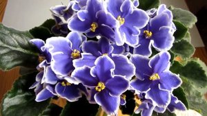 БИЗНЕС на ФИАЛКАХ. Как я влетела. НОВИНКИ СЕЛЕКЦИИ Юлия Датта